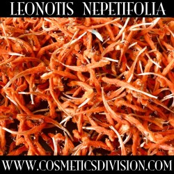 LEONOTIS NEPETIFOLIA - WILD DAGGA - RILASSANTE - FIORI ESSICCATI - WWW.COSMETICSDIVISION.COM
