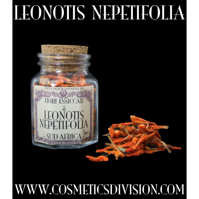 LEONOTIS NEPETIFOLIA - WILD DAGGA - RELAX - SCIAMANESIMO - NATUROPATIA - WWW-COSMETICSDIVISION.COM