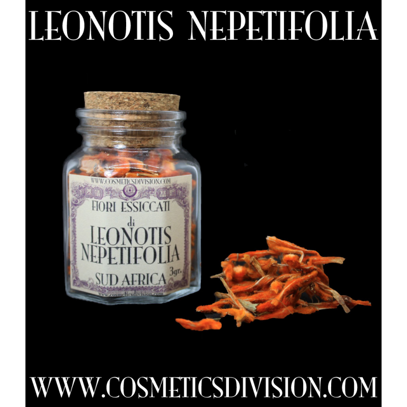 LEONOTIS NEPETIFOLIA - WILD DAGGA - RELAX - SCIAMANESIMO - NATUROPATIA - WWW-COSMETICSDIVISION.COM LEONOTIS NEPETIFOLIA - WILD DAGGA - RELAX - SCIAMANESIMO - NATUROPATIA - WWW-COSMETICSDIVISION.COM