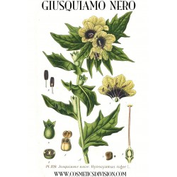 giusquiamo nero - erba apollinare - magia - wicca - erba delle streghe - morgana - merlino - WWW.COSMETICSDIVISION.COM