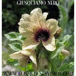 giusquiamo nero - erba apollinare - magia - wicca - erba delle streghe - morgana - merlino - WWW.COSMETICSDIVISION.COM